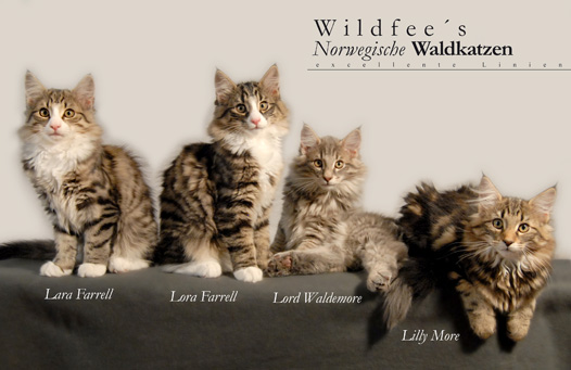 Wildfee's Norwegische Waldkatzen